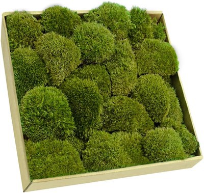 توپ خزه ای حفظ شده