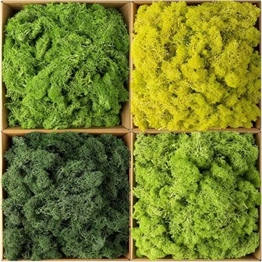 دیوار خزه ای حفظ شده